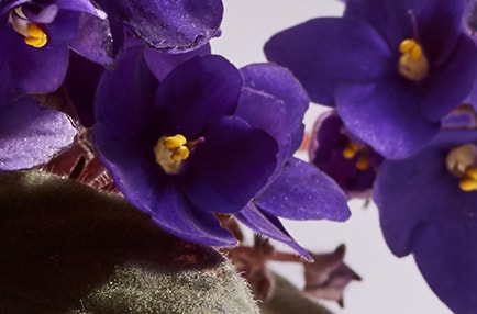 cedar violet